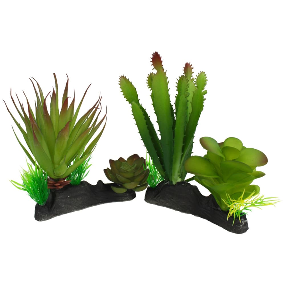 Komodo Cactus Succulent Plant 1ea-One Size - Pet Supplies - Komodo