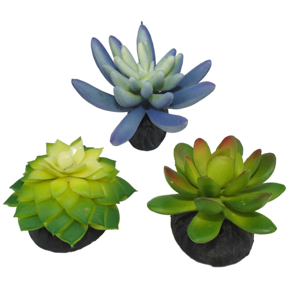 Komodo Desert Succulent Plant Blue Green; 1ea-3 pk - Pet Supplies - Komodo