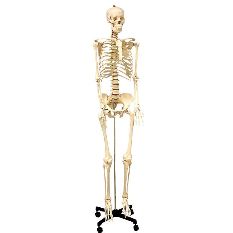 Life Size Human Skeleton Model - Human Anatomy - Supertek Scientific