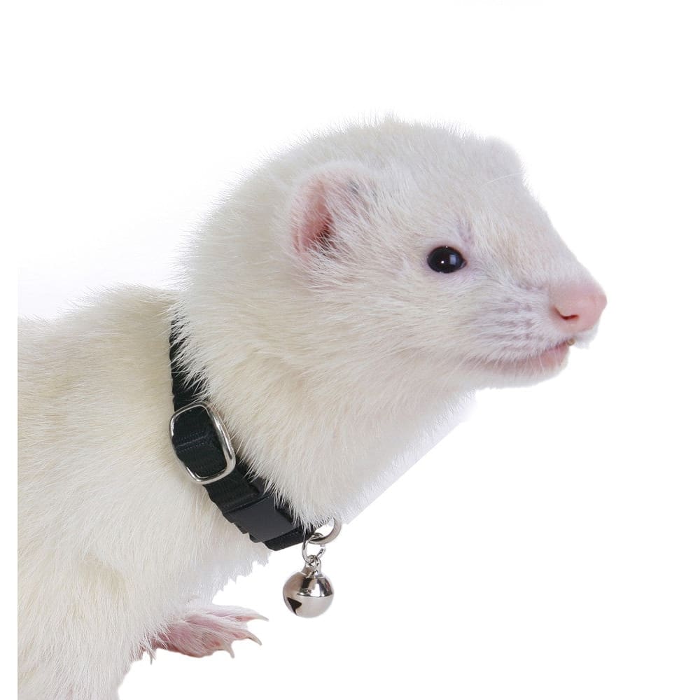 Marshall Pet Products Ferret Bell Collar Black 3/8 in - Pet Supplies - Marshall