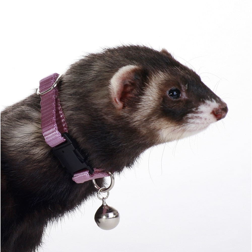 Marshall Pet Products Ferret Bell Collar Purple 3/8 in - Pet Supplies - Marshall