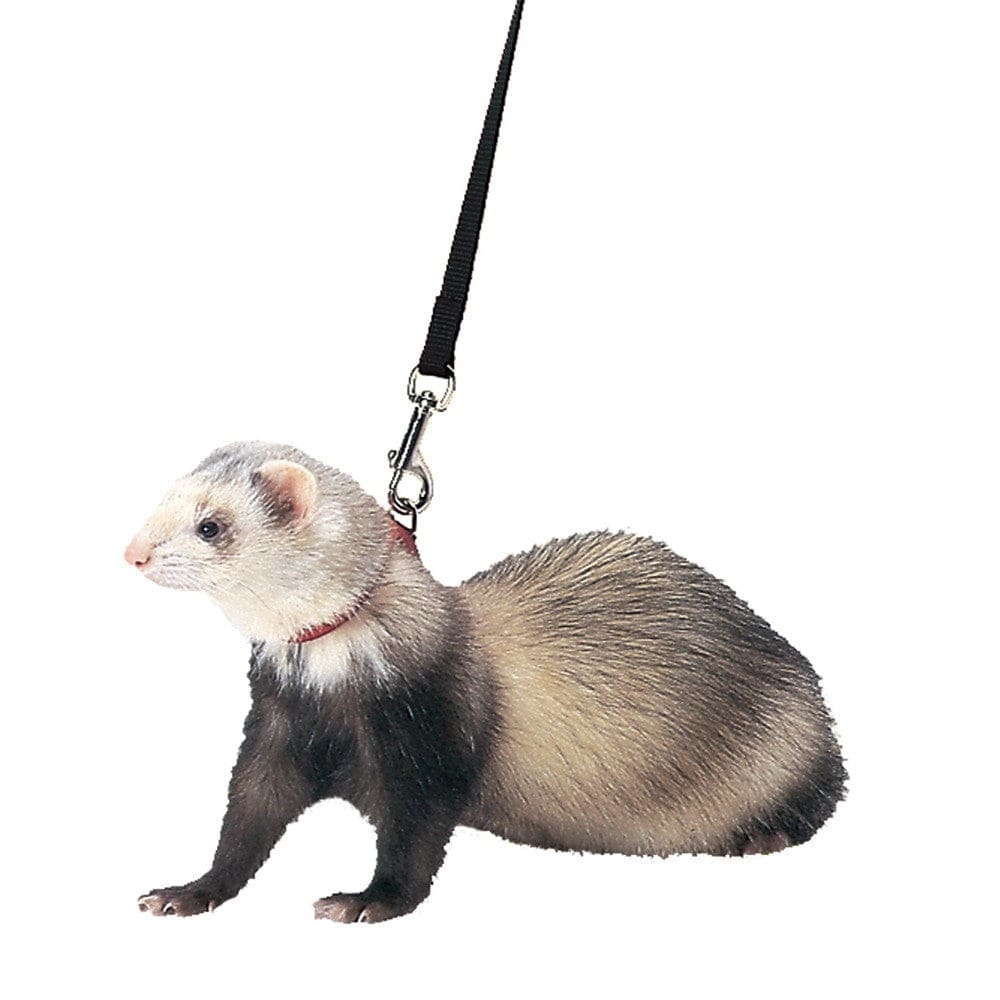 Marshall Pet Products Ferret Harness and Lead Set Blue - Pet Supplies - Marshall