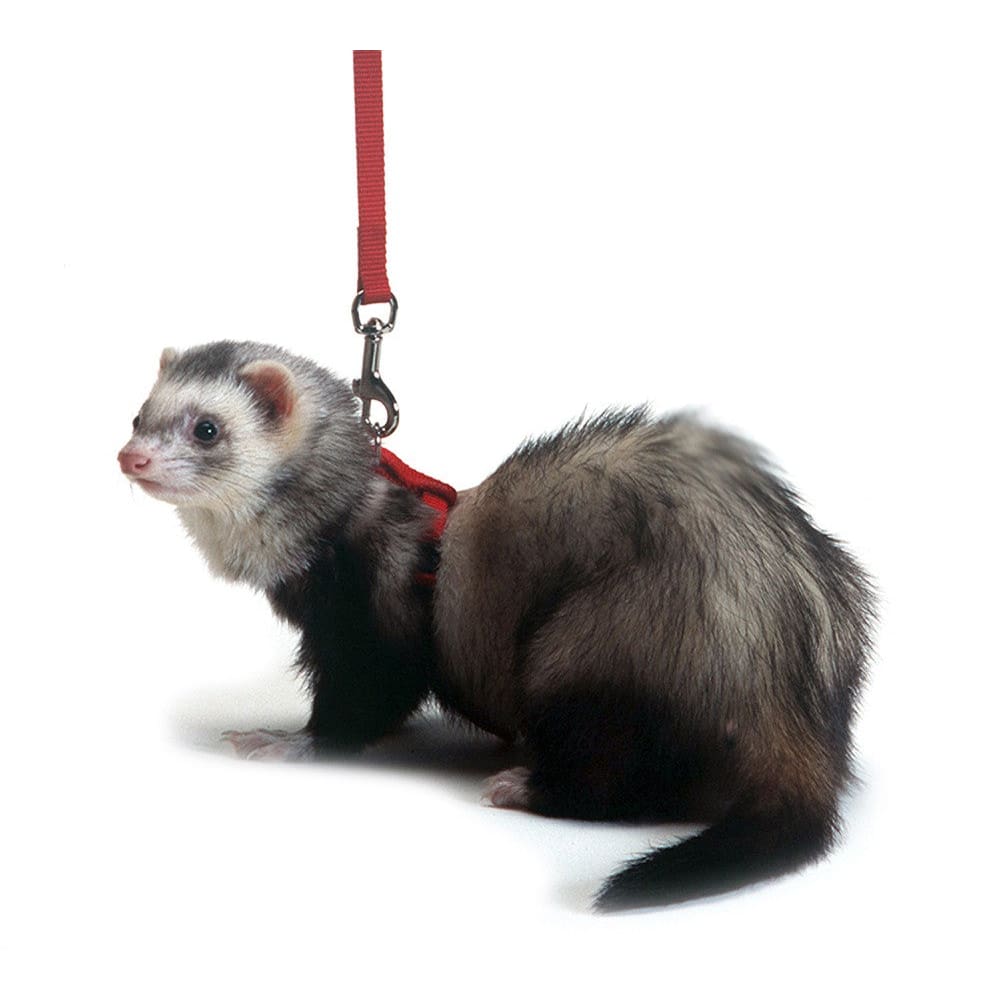 Marshall Pet Products Ferret Harness and Lead Set Red - Pet Supplies - Marshall