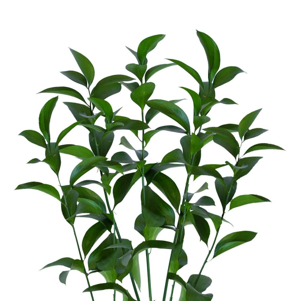 Member’s Mark Israeli Ruscus (200 stems) - Seasonal Flowers - Member’s Mark