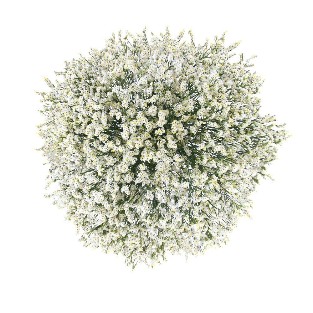 Member's Mark Pina Colada Limonium (60 stems) ShelHealth