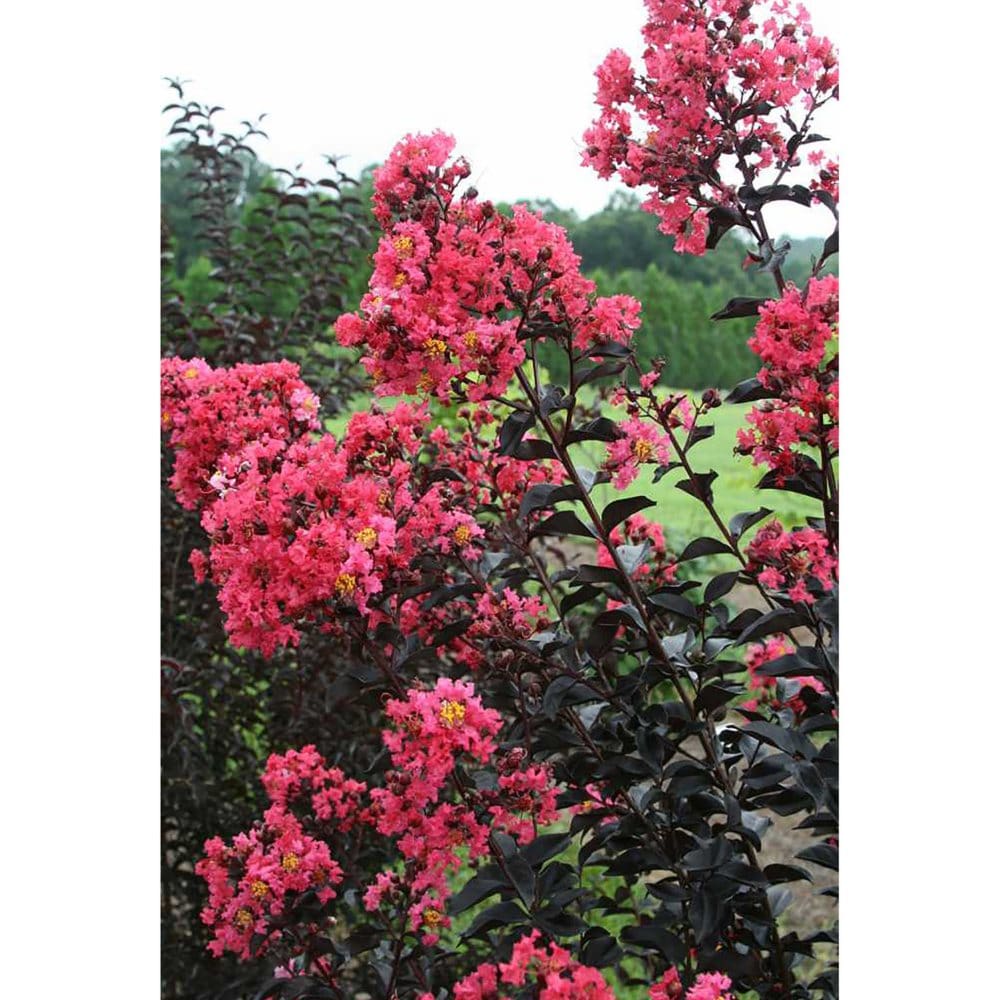 Midnight Magic Crape Myrtle | ShelHealth