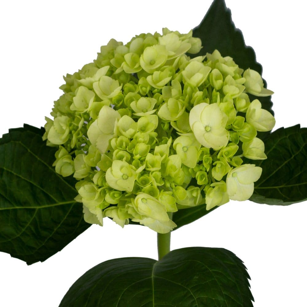 Mini Hydrangea Green (40 stems) - Hydrangea - Mini