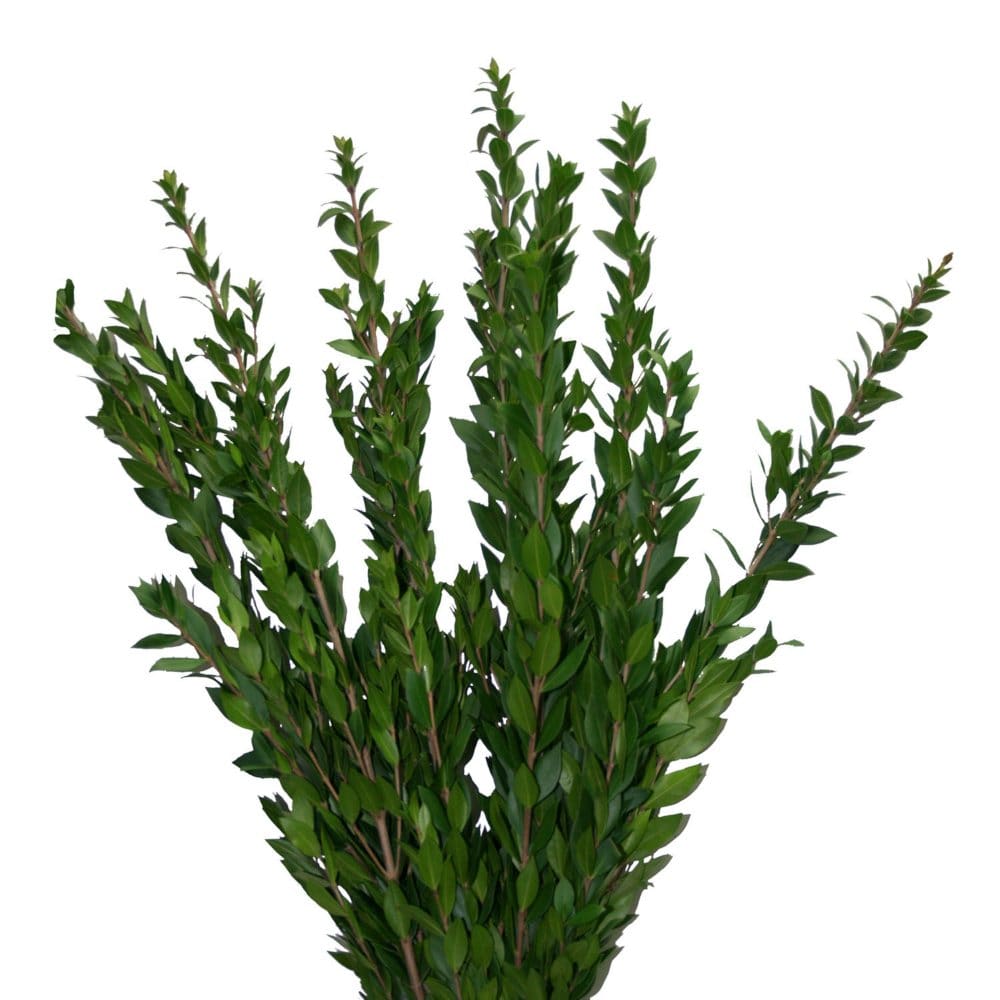Myrtle Greenery (100 stems) - Fillers & Greenery - Myrtle