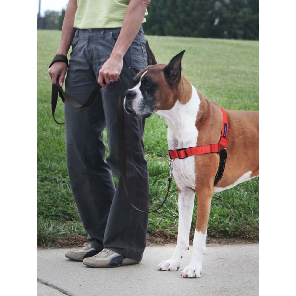 PetSafe Deluxe Easy Walk Steel Dog Harness Black; Rose Medium-Large - Pet Supplies - PetSafe
