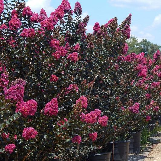 Plum Magic Crape Myrtle - Plants - Plum
