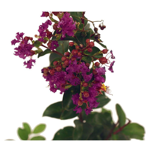 Purely Purple Black Diamond Crape Myrtle - Plants - Purely