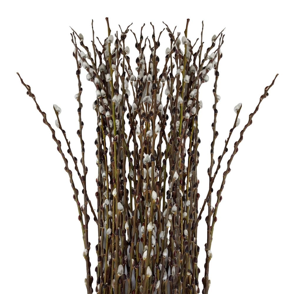 Pussy Willow (150 stems) - Fillers & Greenery - Pussy