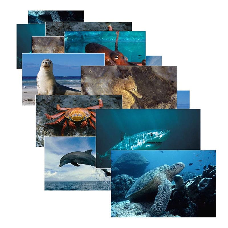 Sea Life 14 Poster Cards - Oceanography - Stages Learning Materials