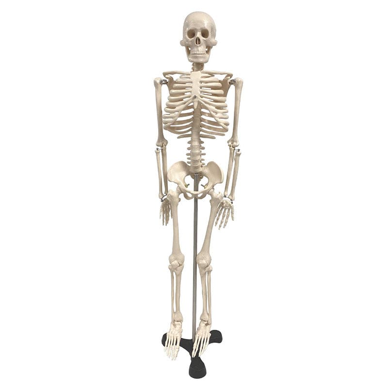 Skeleton 34In - Human Anatomy - Supertek Scientific