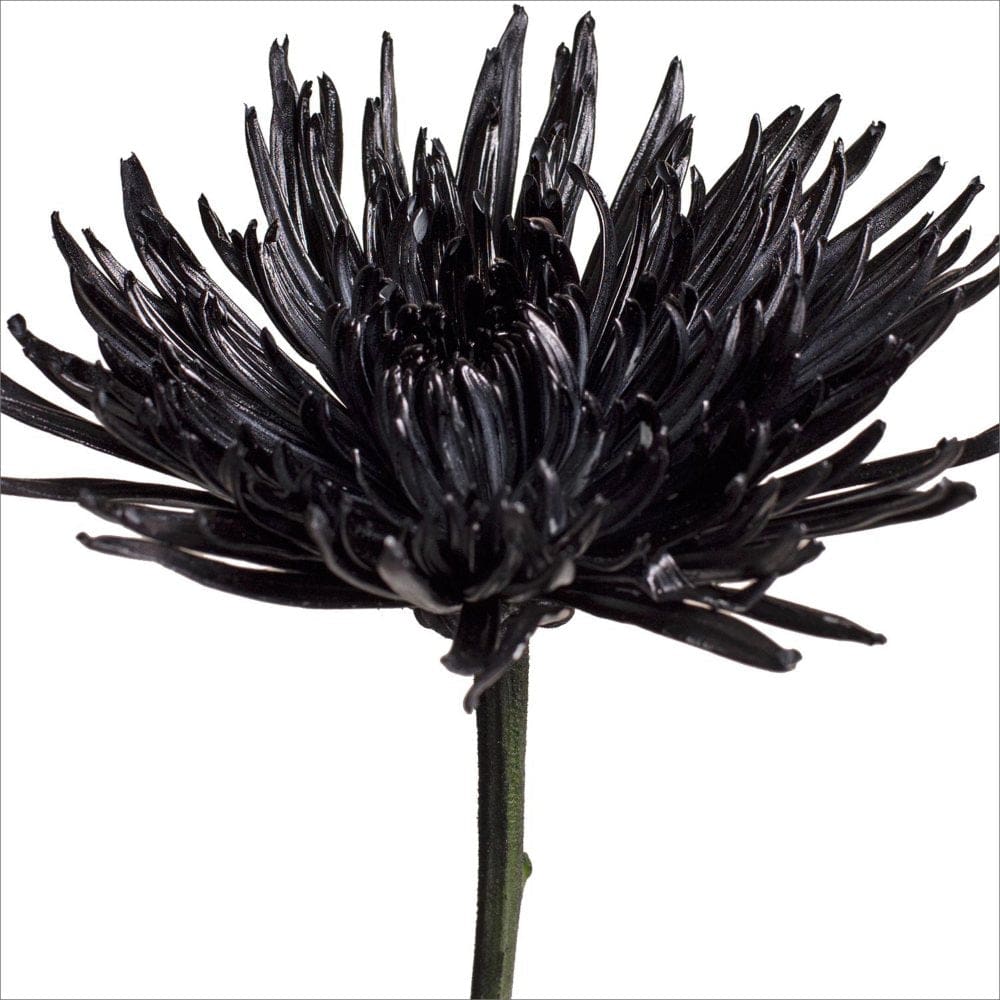 Spider Mums - Painted Black - 100 Stems - Mums - Spider