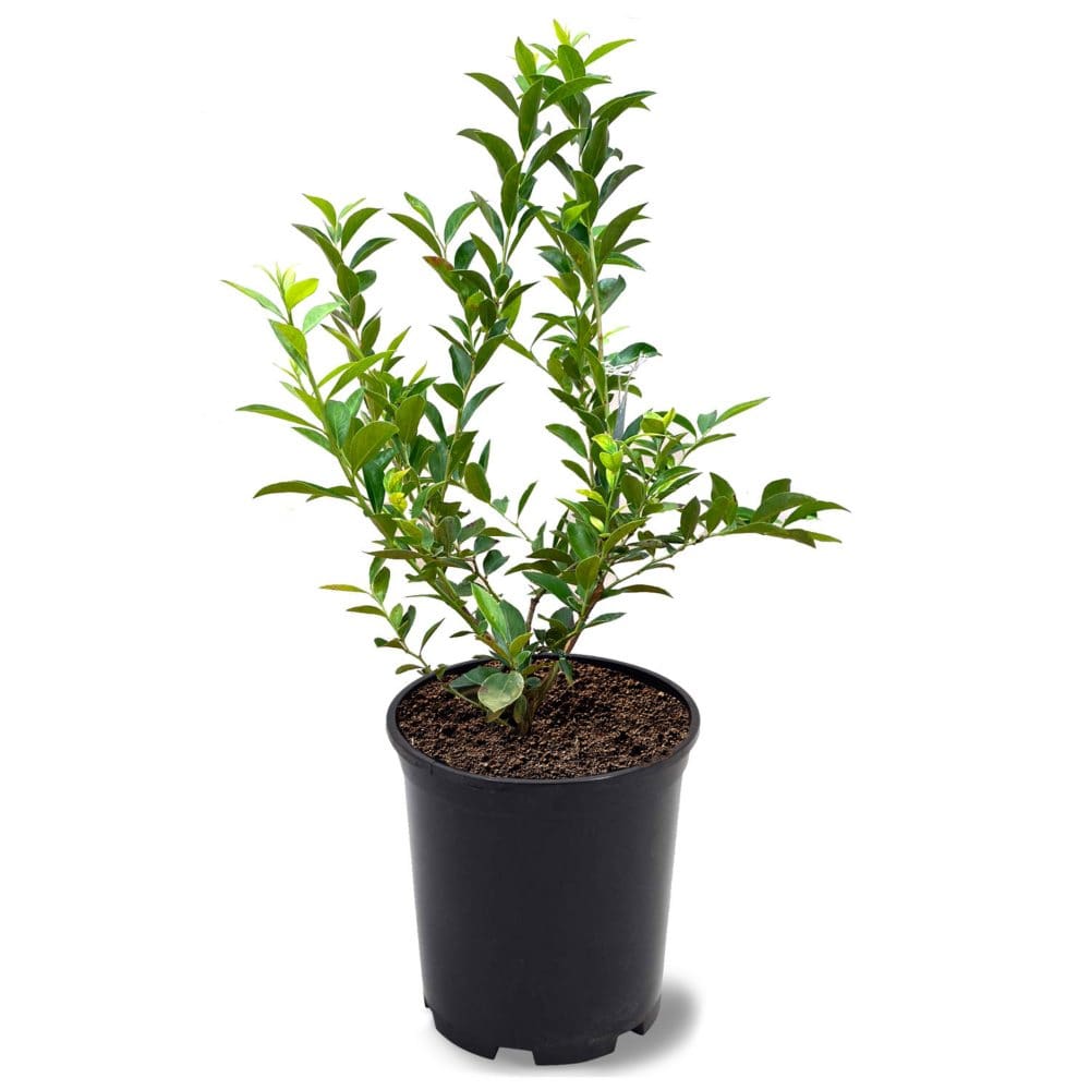 Tifblue Blueberry Plant - Plants - Tifblue