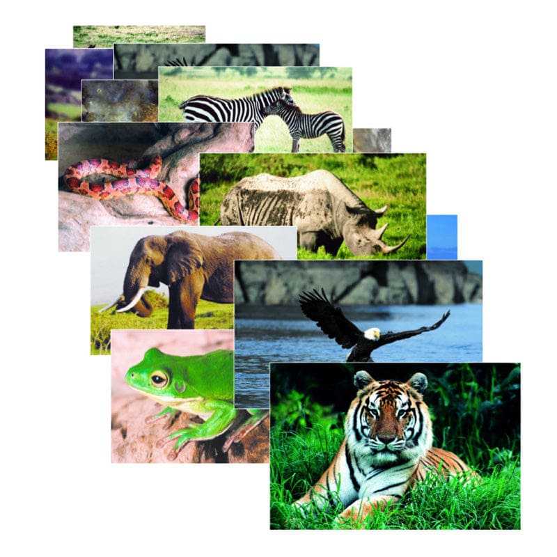 Wild Animal Poster Set Set Of 10 (Pack of 2) - Science - Stages Learning Materials